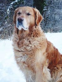 Close-up of dog on snow