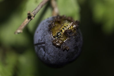 'wasp devouring damson'