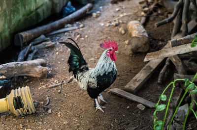 High angle view of a rooster