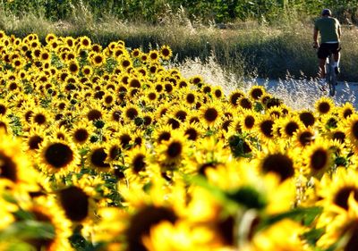 Yellow flowers growing in field