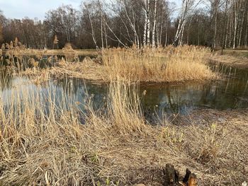 Scenic view of lake in forest