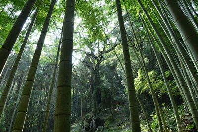 Low angle view of bamboo trees in forest