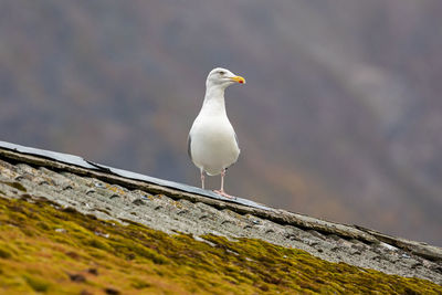 Close-up of seagull perching on wood