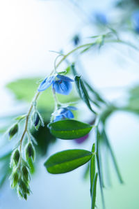 Close-up of green plant