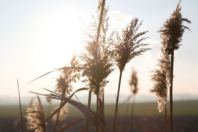 Close-up of stalks in field against clear sky