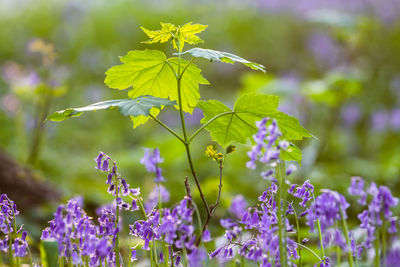 Close-up of purple flowering plant