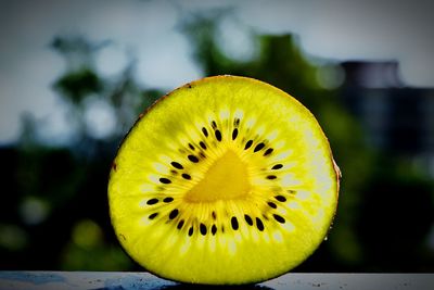 Close-up of kiwi on railing outdoors