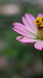 Close-up of insect pollinating on pink flower