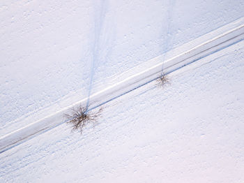 High angle view of insect on snow covered land