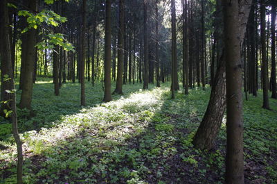 View of trees in forest