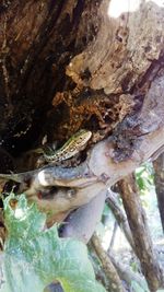 Close-up of lizard on tree trunk