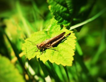 Close-up of insect on leaf