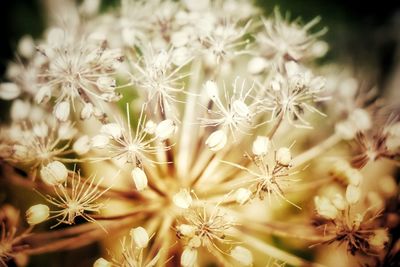 Close-up of flowers blooming outdoors