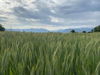 View of stalks in field against cloudy sky