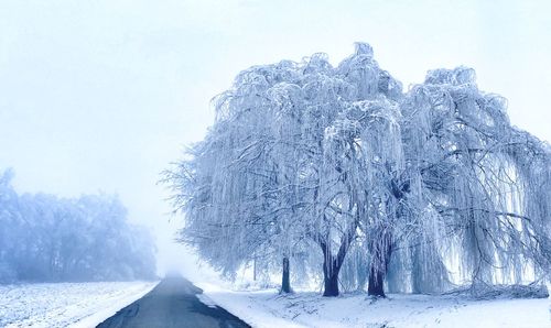 Snow covered trees against sky