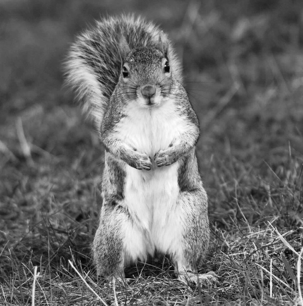 animal themes, one animal, mammal, animals in the wild, wildlife, field, grass, focus on foreground, young animal, sitting, close-up, nature, relaxation, grassy, looking away, portrait, outdoors, no people, front view