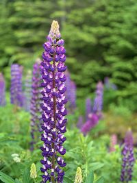 Close-up of purple flowering plant