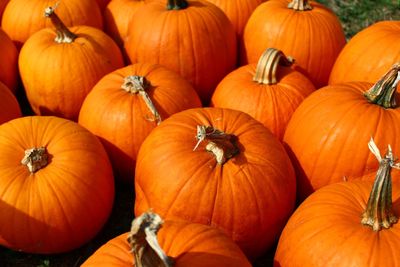 Many halloween pumpkins