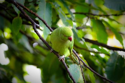 Close-up of parrot perching on tree