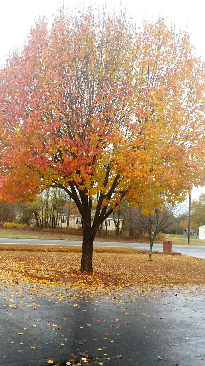 tree, autumn, season, change, water, tranquility, park - man made space, nature, beauty in nature, growth, orange color, tranquil scene, scenics, clear sky, sky, branch, park, outdoors, day, built structure