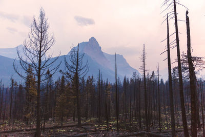 Panoramic shot of trees and plants against sky