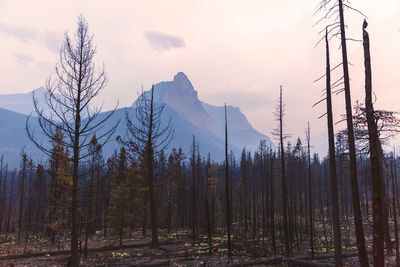Jagged mountain peaks and burned trees on a smoky evening at glacier national park, montana, usa.