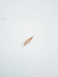 Close-up of butterfly on white background