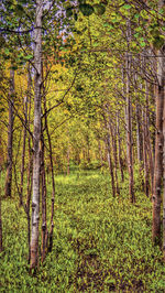 Trees in forest