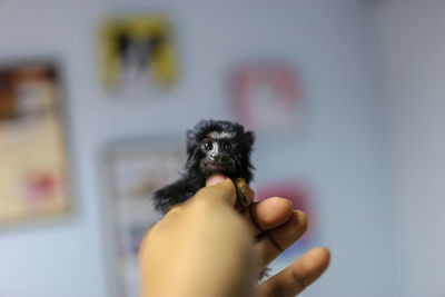Close-up of hand holding monkey 