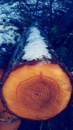 Close-up of tree stump in forest during winter