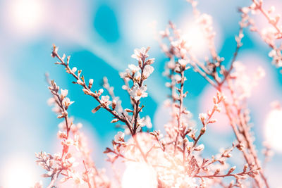 Low angle view of cherry blossoms against sky