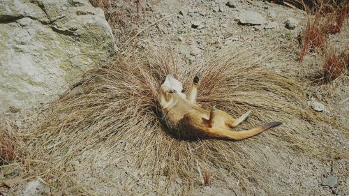 High angle view of a sleeping