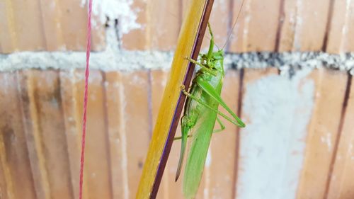 Close-up of grasshopper on twig against fence