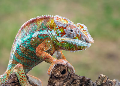 Close-up of lizard