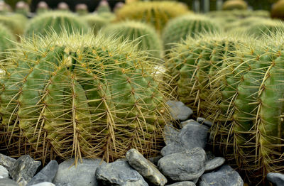 High angle view of succulent plant on field