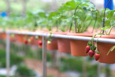 Close-up of potted plant hanging in greenhouse
