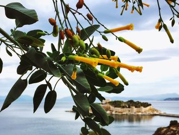 Close-up of plant against sky