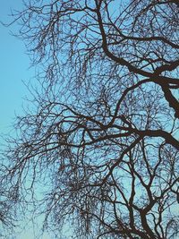 Low angle view of bare tree against clear blue sky