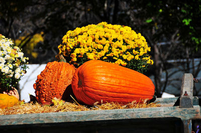 Photo of decorative pumpkins for halloween