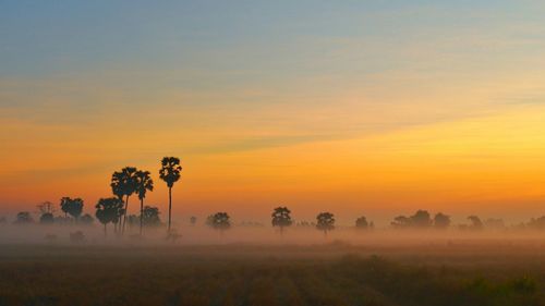 Idyllic view of rice fields against sky during sunset,