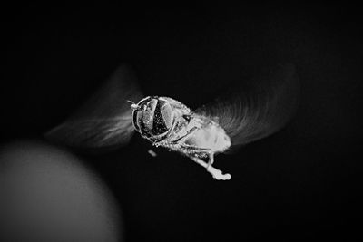 Close-up of insect on flower