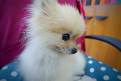 Close-up of white dog at home