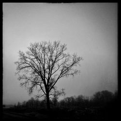 Bare trees on field