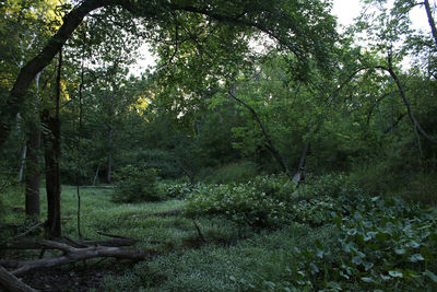 Trees in forest