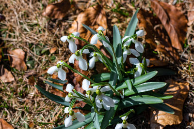 High angle view of white flowers on field