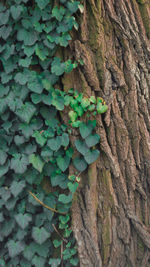 Close-up of lichen on tree trunk