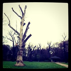 Bare trees on grassy field