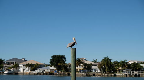 Seagulls perching on a building