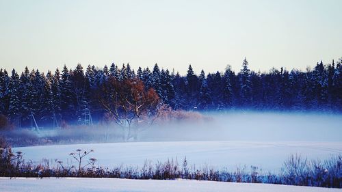 Panoramic view of pine trees during winter against sky