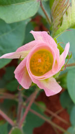 Close-up of flower